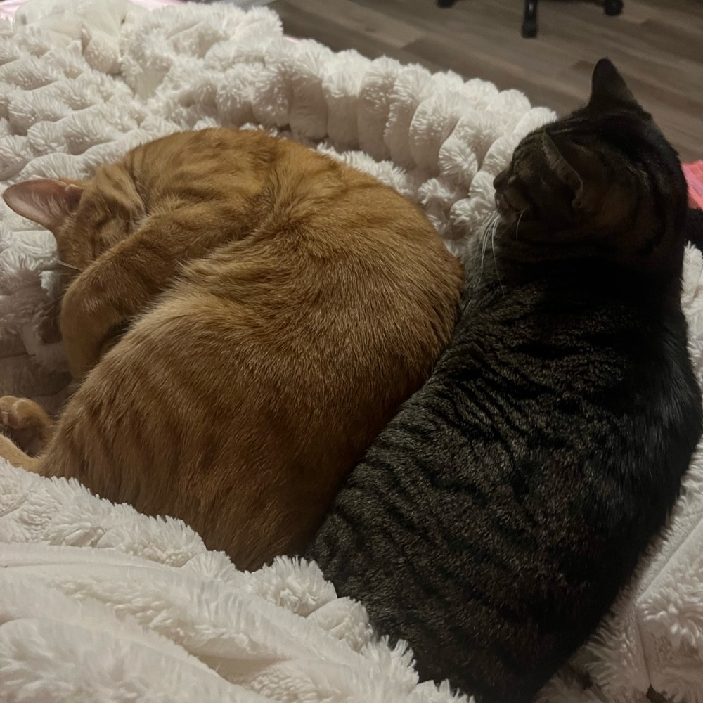 Meet your Posher, Marisol